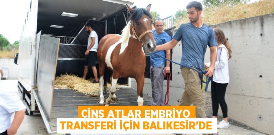 Cins atlar embriyo transferi için Balıkesir'de