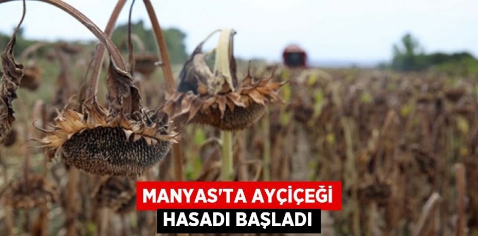 Manyas'ta Ayçiçeği Hasadı Başladı