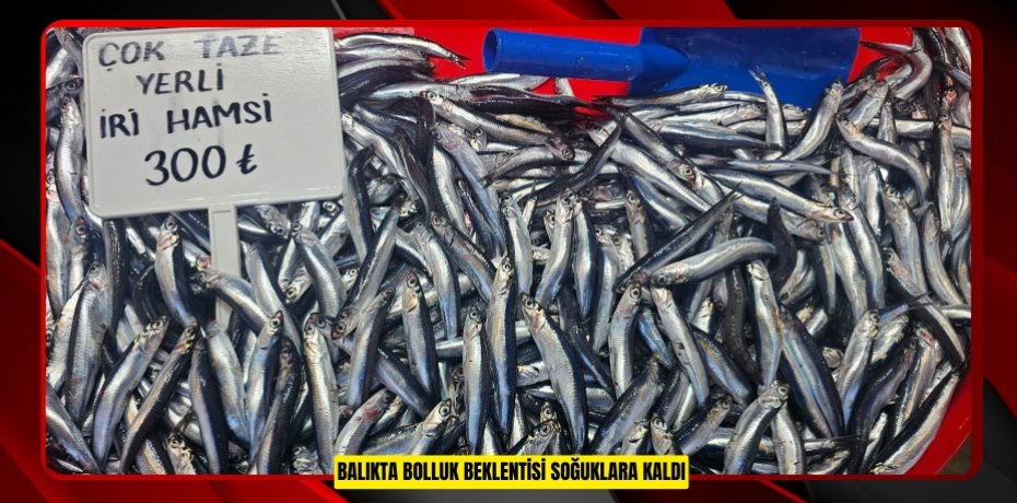 Balıkta bolluk beklentisi soğuklara kaldı