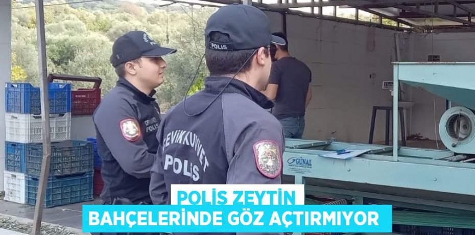 POLİS ZEYTİN BAHÇELERİNDE GÖZ AÇTIRMIYOR 