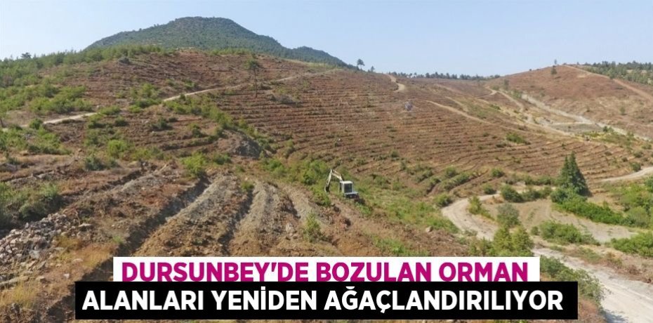Dursunbey'de Bozulan Orman Alanları Yeniden Ağaçlandırılıyor