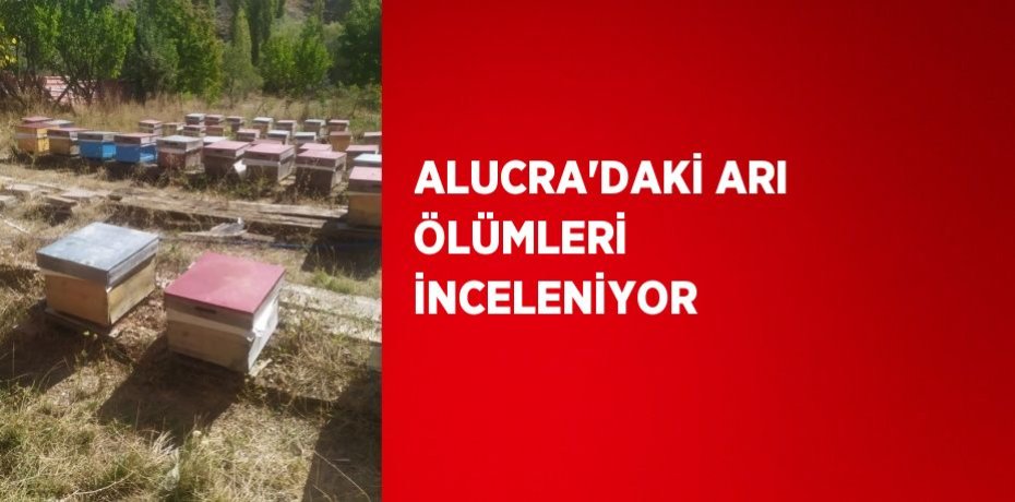 ALUCRA’DAKİ ARI ÖLÜMLERİ İNCELENİYOR