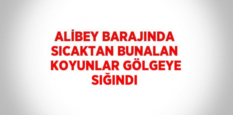 ALİBEY BARAJINDA SICAKTAN BUNALAN KOYUNLAR GÖLGEYE SIĞINDI