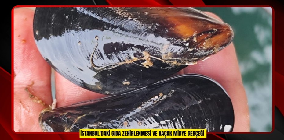 İstanbul'daki gıda zehirlenmesi ve kaçak midye gerçeği