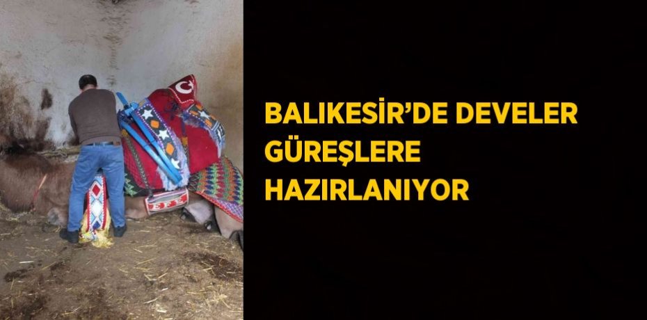 BALIKESİR’DE DEVELER GÜREŞLERE HAZIRLANIYOR
