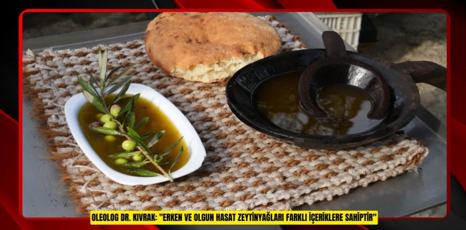 Oleolog Dr. Kıvrak: "Erken ve olgun hasat zeytinyağları farklı içeriklere sahiptir"