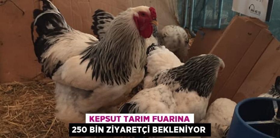 KEPSUT TARIM FUARINA 250 BİN ZİYARETÇİ BEKLENİYOR