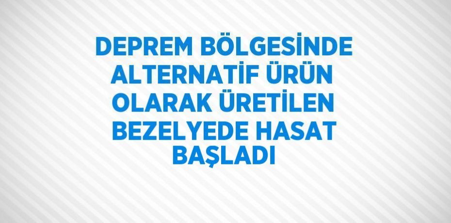 DEPREM BÖLGESİNDE ALTERNATİF ÜRÜN OLARAK ÜRETİLEN BEZELYEDE HASAT BAŞLADI