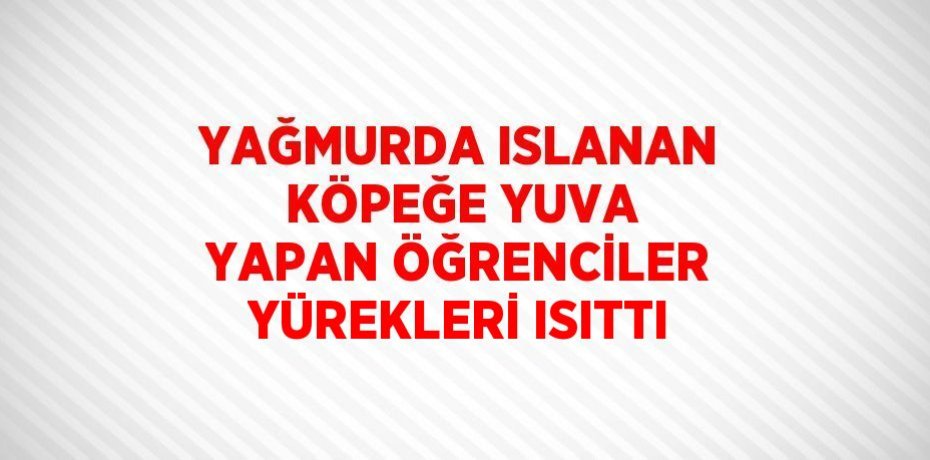 YAĞMURDA ISLANAN KÖPEĞE YUVA YAPAN ÖĞRENCİLER YÜREKLERİ ISITTI