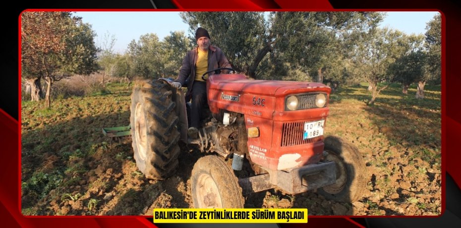 Balıkesir'de zeytinliklerde sürüm başladı  