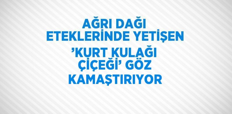 AĞRI DAĞI ETEKLERİNDE YETİŞEN ’KURT KULAĞI ÇİÇEĞİ’ GÖZ KAMAŞTIRIYOR
