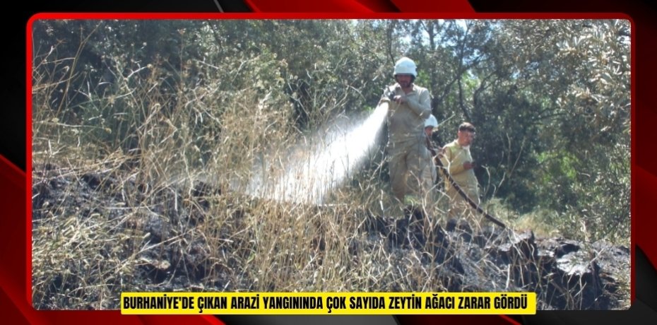Burhaniye'de çıkan arazi yangınında çok sayıda zeytin ağacı zarar gördü  