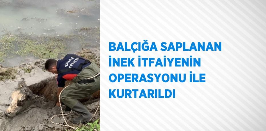BALÇIĞA SAPLANAN İNEK İTFAİYENİN OPERASYONU İLE KURTARILDI