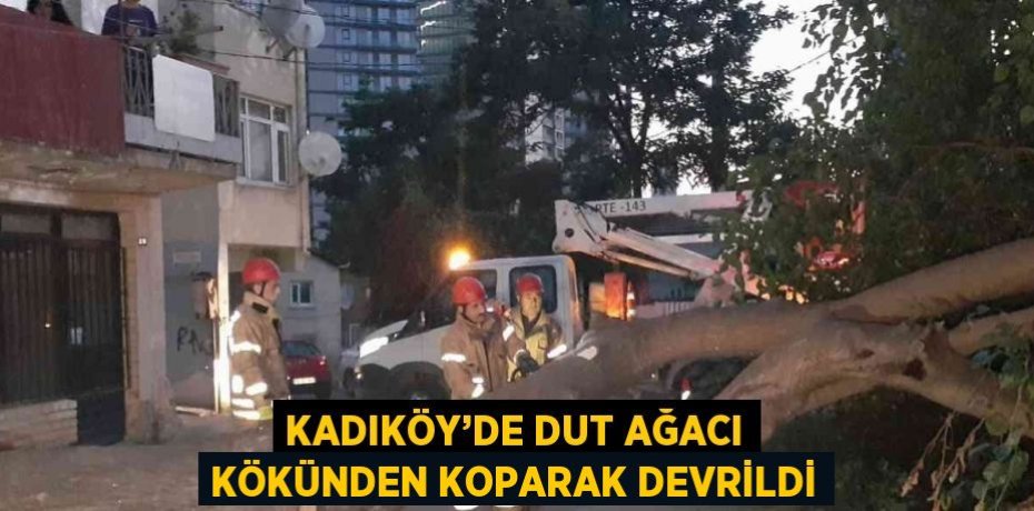 KADIKÖY’DE DUT AĞACI KÖKÜNDEN KOPARAK DEVRİLDİ