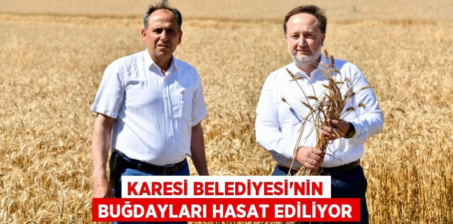 KARESİ BELEDİYESİ’NİN BUĞDAYLARI HASAT EDİLİYOR