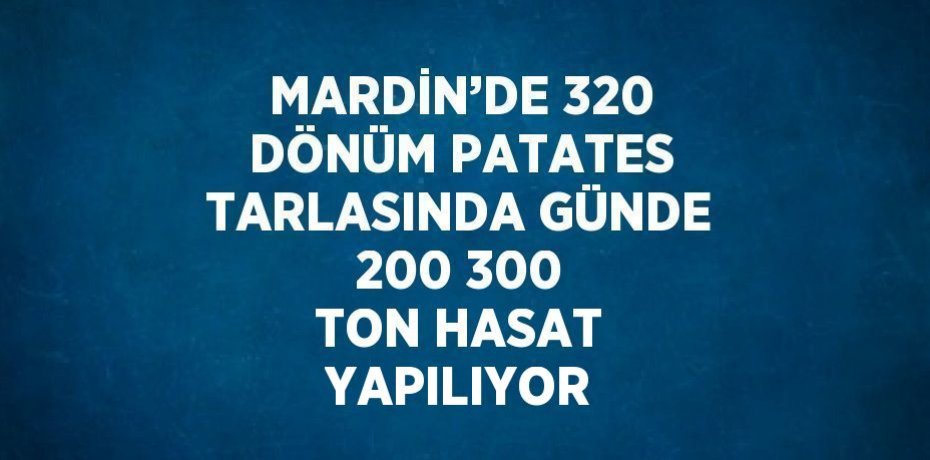 MARDİN’DE 320 DÖNÜM PATATES TARLASINDA GÜNDE 200 300 TON HASAT YAPILIYOR