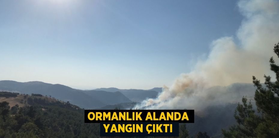 Ormanlık alanda yangın çıktı