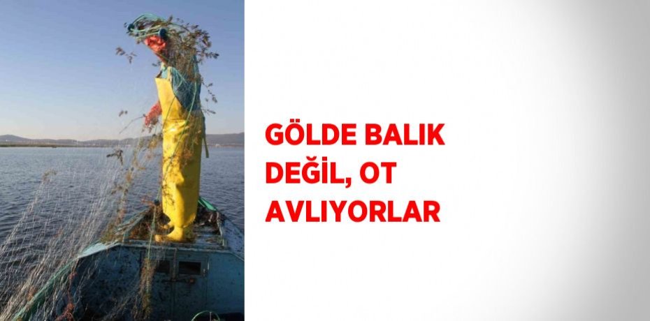 GÖLDE BALIK DEĞİL, OT AVLIYORLAR
