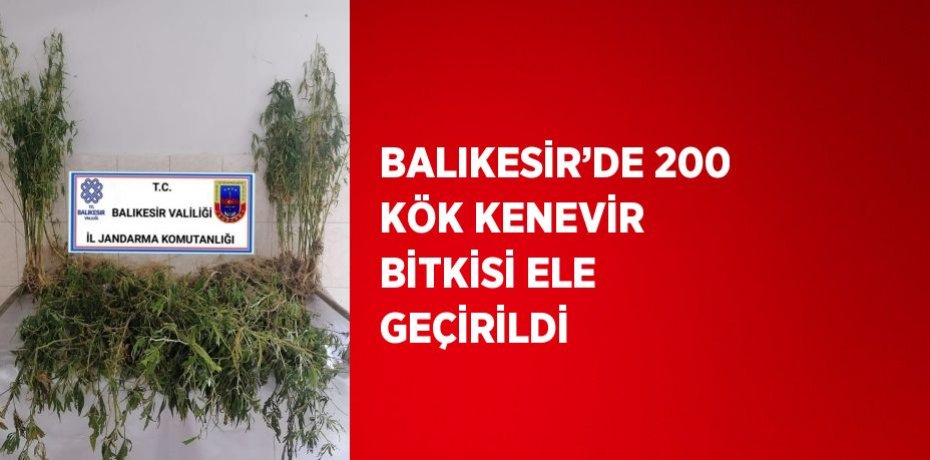 BALIKESİR’DE 200 KÖK KENEVİR BİTKİSİ ELE GEÇİRİLDİ