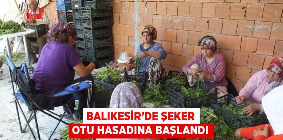 BALIKESİR’DE ŞEKER OTU HASADINA BAŞLANDI