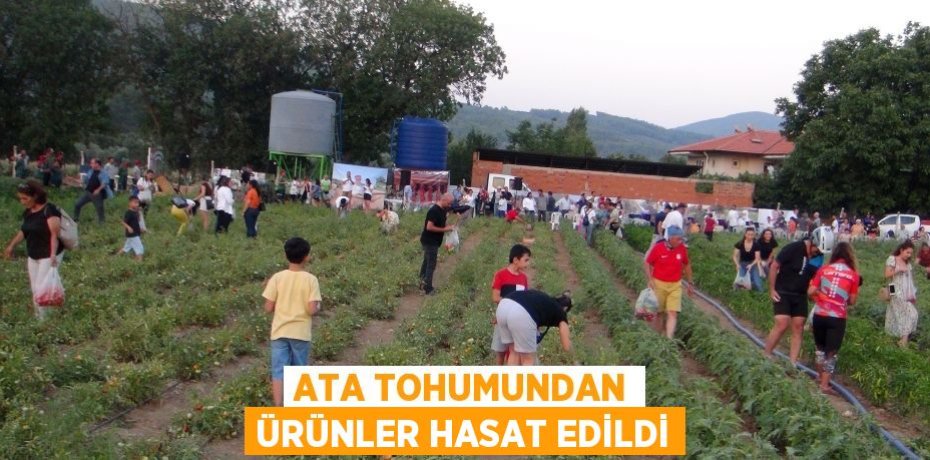 Ata tohumundan ürünler hasat edildi