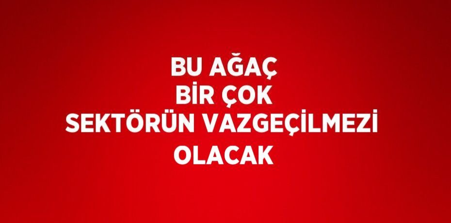 BU AĞAÇ BİR ÇOK SEKTÖRÜN VAZGEÇİLMEZİ OLACAK