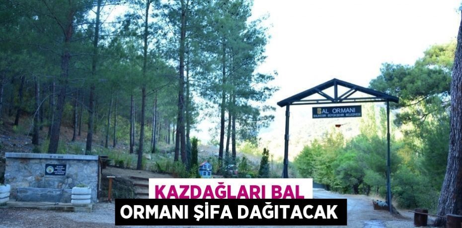 KAZDAĞLARI BAL ORMANI ŞİFA DAĞITACAK