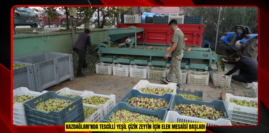 Kazdağları'nda tescilli yeşil çizik zeytin için elek mesaisi başladı