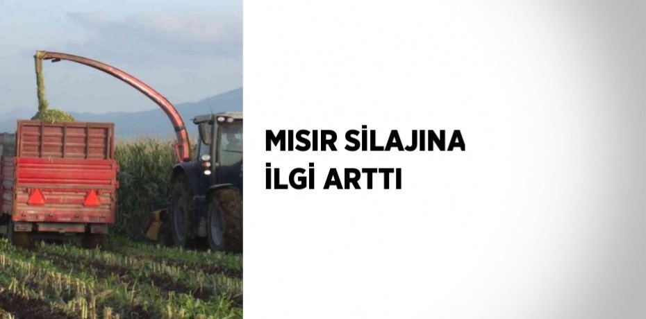 MISIR SİLAJINA İLGİ ARTTI