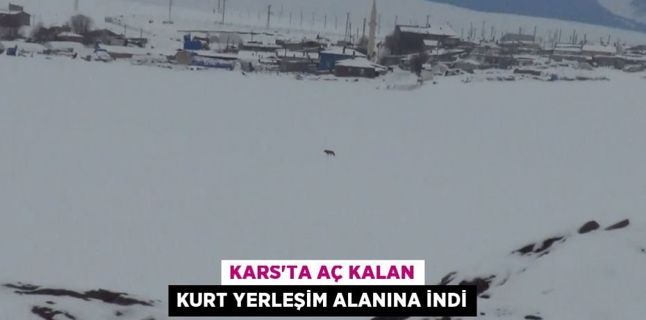 Kars’ta aç kalan kurt yerleşim alanına indi