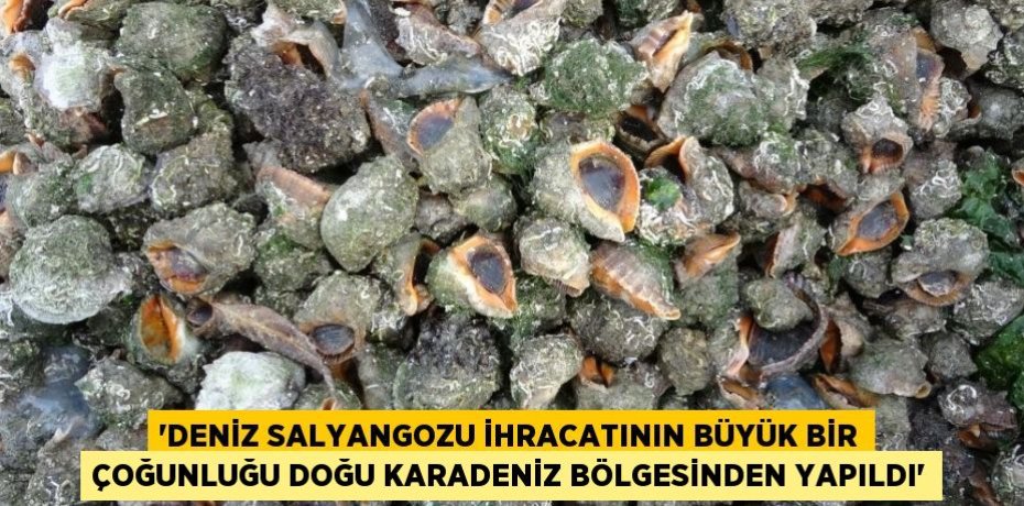 “Deniz salyangozu ihracatının büyük bir çoğunluğu Doğu Karadeniz bölgesinden yapıldı”