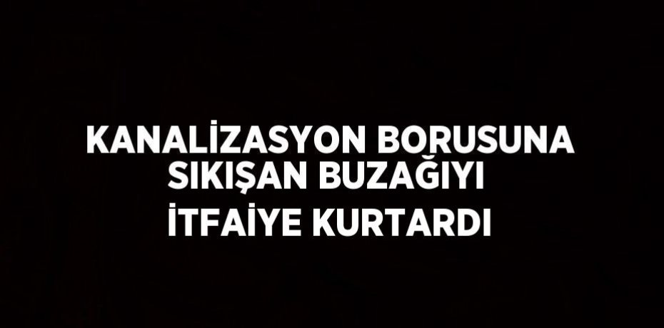 KANALİZASYON BORUSUNA SIKIŞAN BUZAĞIYI İTFAİYE KURTARDI