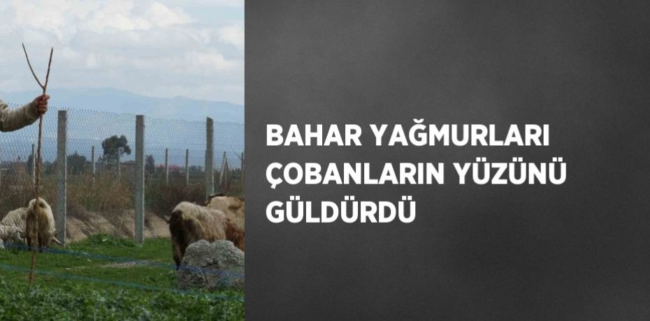BAHAR YAĞMURLARI ÇOBANLARIN YÜZÜNÜ GÜLDÜRDÜ