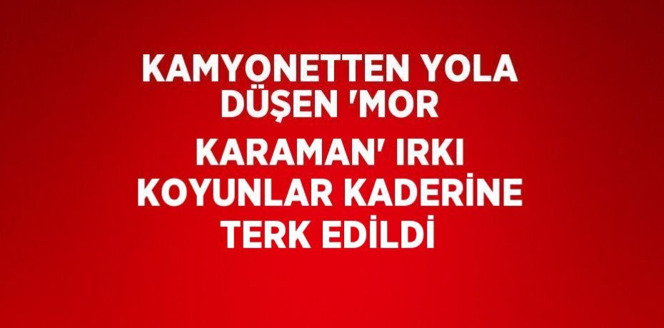 KAMYONETTEN YOLA DÜŞEN 'MOR KARAMAN' IRKI KOYUNLAR KADERİNE TERK EDİLDİ