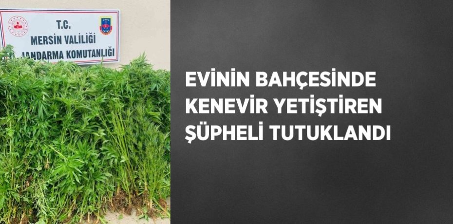 EVİNİN BAHÇESİNDE KENEVİR YETİŞTİREN ŞÜPHELİ TUTUKLANDI