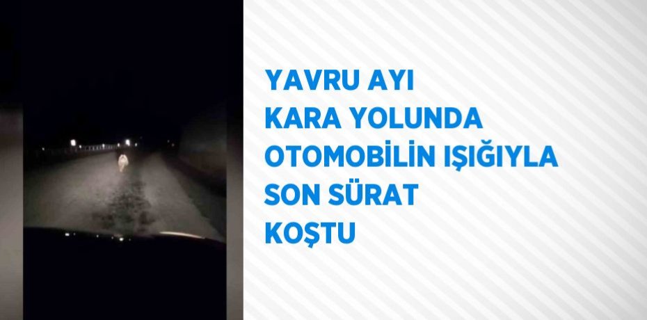 YAVRU AYI KARA YOLUNDA OTOMOBİLİN IŞIĞIYLA SON SÜRAT KOŞTU