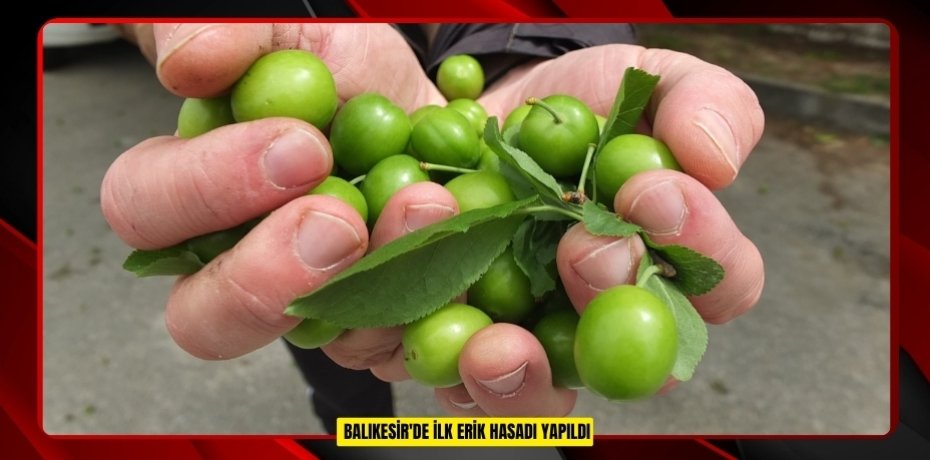 Balıkesir'de ilk erik hasadı yapıldı  