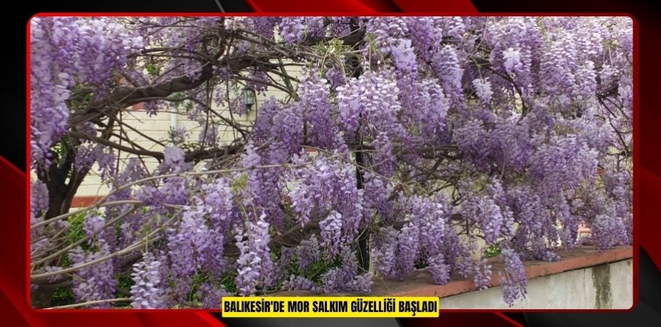 Balıkesir'de mor salkım güzelliği başladı