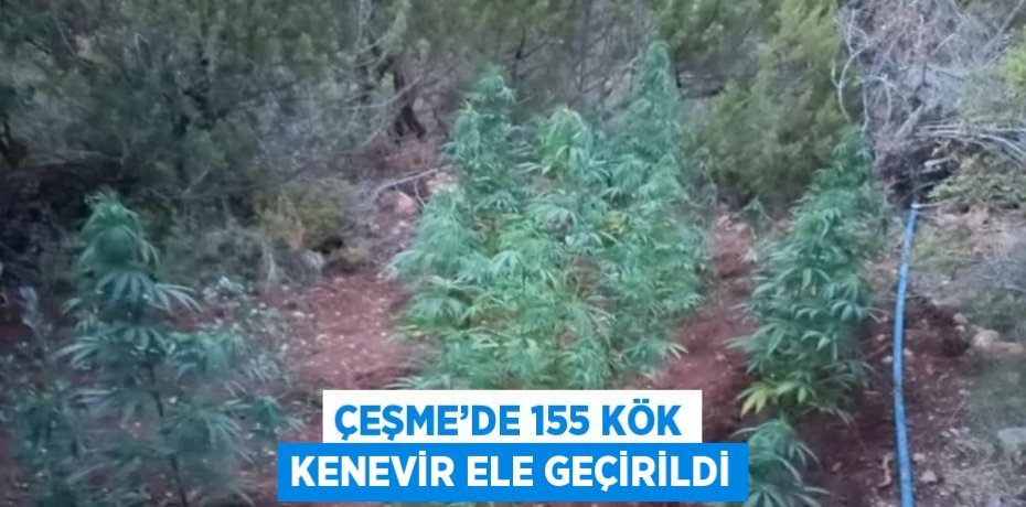 ÇEŞME’DE 155 KÖK KENEVİR ELE GEÇİRİLDİ