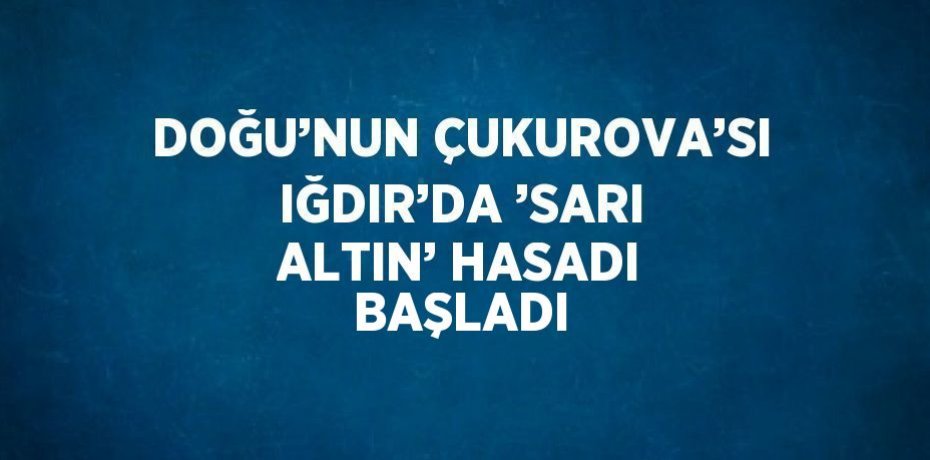 DOĞU’NUN ÇUKUROVA’SI IĞDIR’DA ’SARI ALTIN’ HASADI BAŞLADI