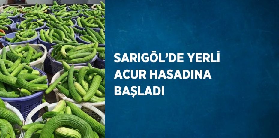 SARIGÖL’DE YERLİ ACUR HASADINA BAŞLADI