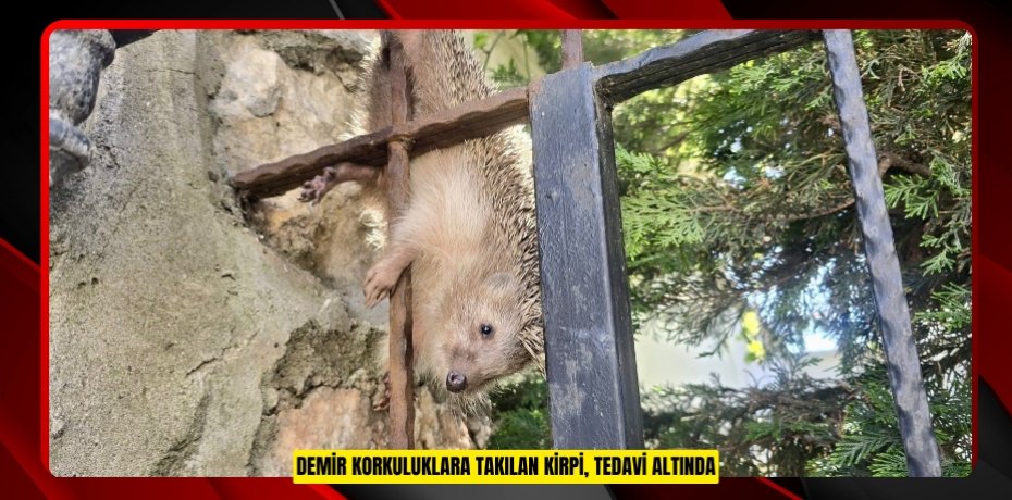 Demir korkuluklara takılan kirpi, tedavi altında