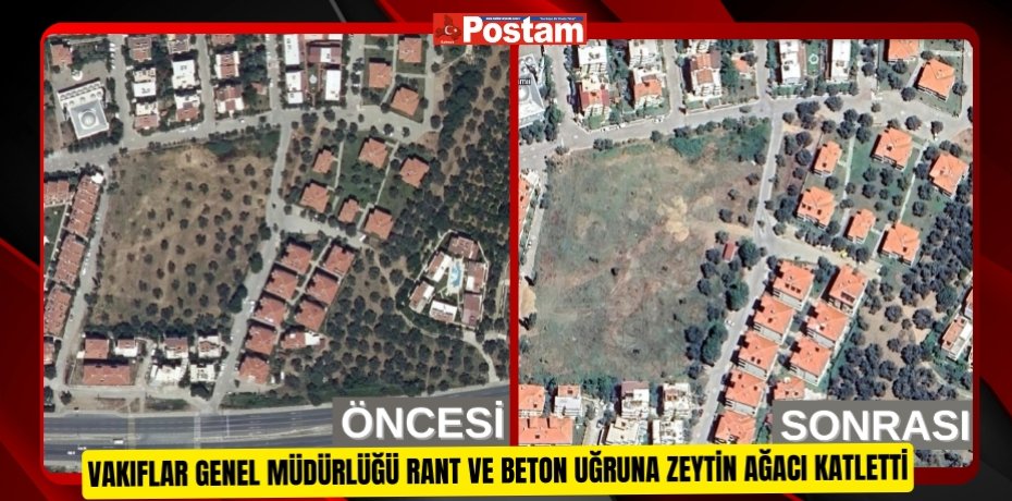 VAKIFLAR GENEL MÜDÜRLÜĞÜ RANT VE BETON UĞRUNA ZEYTİN AĞACI KATLETTİ