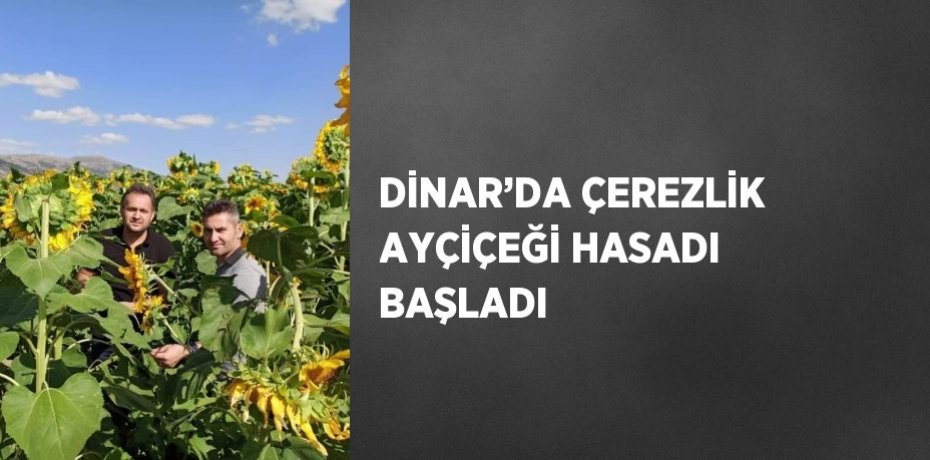 DİNAR’DA ÇEREZLİK AYÇİÇEĞİ HASADI BAŞLADI