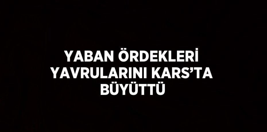 YABAN ÖRDEKLERİ YAVRULARINI KARS’TA BÜYÜTTÜ