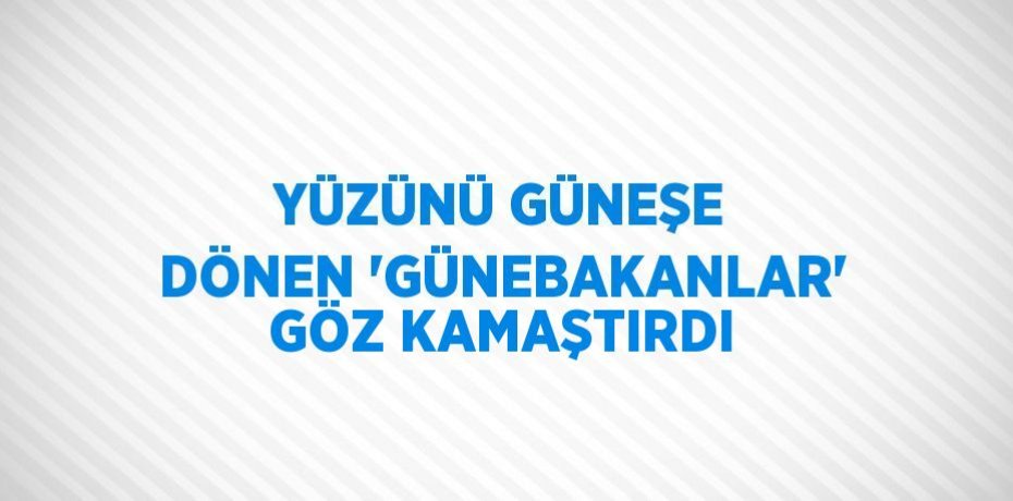 YÜZÜNÜ GÜNEŞE DÖNEN 'GÜNEBAKANLAR' GÖZ KAMAŞTIRDI