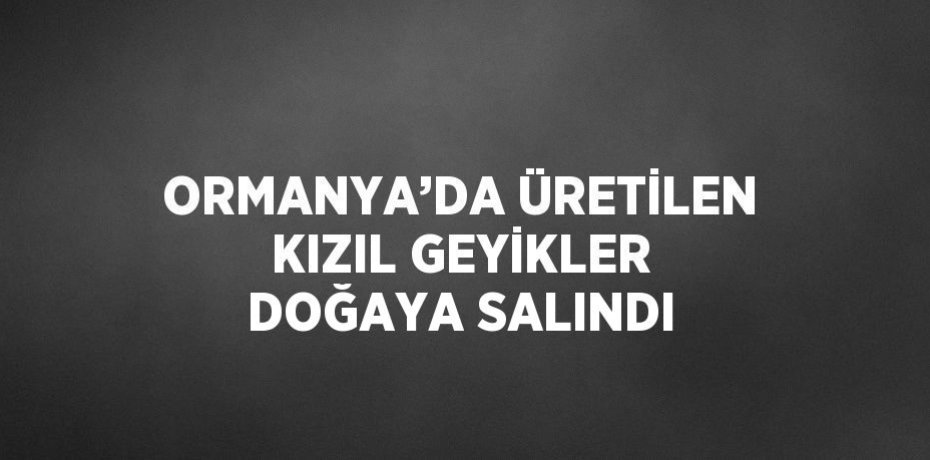 ORMANYA’DA ÜRETİLEN KIZIL GEYİKLER DOĞAYA SALINDI