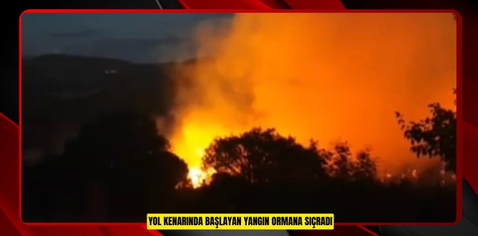 Yol kenarında başlayan yangın ormana sıçradı
