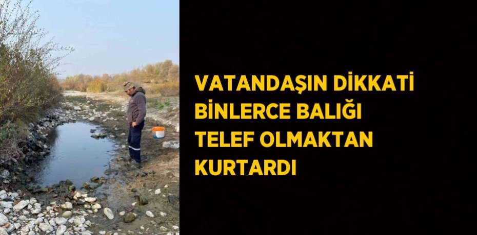 VATANDAŞIN DİKKATİ BİNLERCE BALIĞI TELEF OLMAKTAN KURTARDI