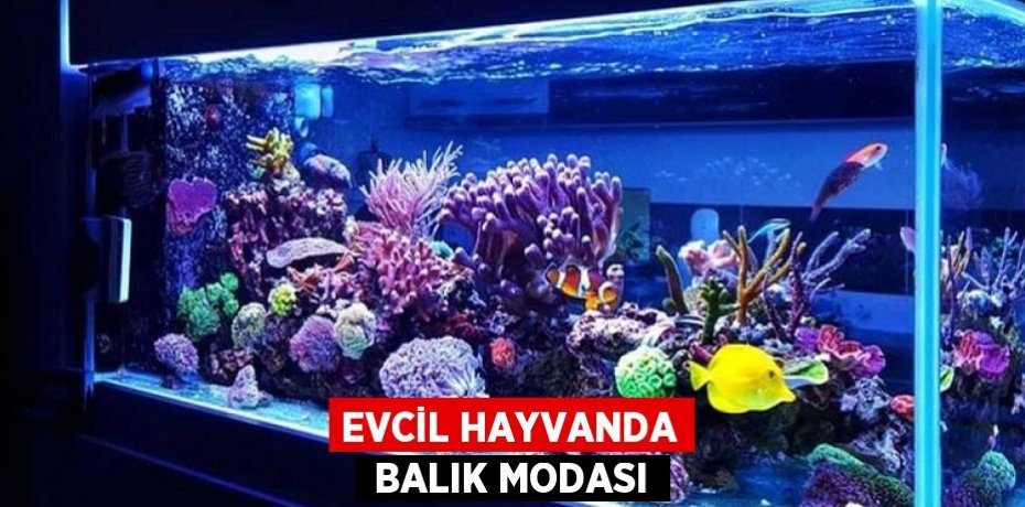 EVCİL HAYVANDA  BALIK MODASI